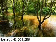 Flooded trees in the forest. The river overflowed its banks after the rain and flooded the trees. Стоковое фото, фотограф Глущенко Елена / Фотобанк Лори