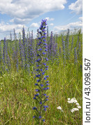 Синяк обыкновенный (лат. Echium vulgare) цветет на лугу. Стоковое фото, фотограф Елена Коромыслова / Фотобанк Лори