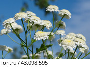 Пиретрум девичий, хризантема девичья Снежный шар (лат. Pyrethrum parthenium) на фоне голубого неба. Стоковое фото, фотограф Елена Коромыслова / Фотобанк Лори