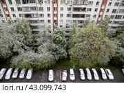 В Москве в начале мая испортилась погода: резко похолодало, и  на зеленые цветущие деревья выпал снег (2024 год). Редакционное фото, фотограф Наталья Николаева / Фотобанк Лори