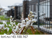 Цветение ирги и снег. Стоковое фото, фотограф Богомолова Юлия / Фотобанк Лори