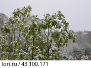 Рябина весной. Стоковое фото, фотограф Богомолова Юлия / Фотобанк Лори