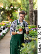 Experienced floriculturist checking potted Chlorophytum comosum in greenhouse. Стоковое фото, фотограф Яков Филимонов / Фотобанк Лори