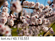 Beautiful blooming apricot trees in spring garden. Стоковое фото, фотограф Яков Филимонов / Фотобанк Лори