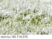 It suddenly snowed in the middle of spring. The concept of the vagaries of the weather. Стоковое фото, фотограф Татьяна Васильева / Фотобанк Лори