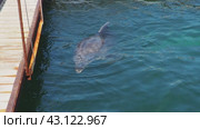 Dolphins Bottlenose dolphins in the water. Mating season. Dolphins are aquatic mammals of cetacean infraorder, dolphin family Delphinidae - marine, non-taxonomic group of river dolphins. Black Sea. Стоковое видео, видеограф Юлия Петровская / Фотобанк Лори