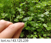 Parsley, or garden parsley Petroselinum crispum is species of flowering plant in the family Apiaceae. A young shoot of fresh green parsley or celery, grown in a box on the balcony. Hand demonstrates. Стоковое фото, фотограф Юлия Петровская / Фотобанк Лори