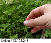 Parsley, or garden parsley Petroselinum crispum is species of flowering plant in the family Apiaceae. A young shoot of fresh green parsley or celery, grown in a box on the balcony. Hand demonstrates. Стоковое фото, фотограф Юлия Петровская / Фотобанк Лори