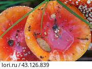 Family of Amanita muscaria, commonly known as the fly agaric or fly amanita. Toxic and hallucinogen mushroom Fly Agaric in grass on autumn forest background. Macro close up in natural environment. Стоковое фото, фотограф YuryKara / Фотобанк Лори