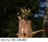 Пара дубоносов. Стоковое фото, фотограф Svetlana V. Pronina / Фотобанк Лори