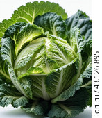 A detailed close-up of a fresh savoy cabbage shows the intricate patterns of its leaves, veined textures. Savoy cabbage Brassica oleracea L convar capitata var sabauda is vegetable crop. Generated AI. Стоковое AI-изображение, AI-художник Юлия Петровская / Фотобанк Лори