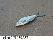 Photography of a bream in the water. The fish died because it was infected with tapeworm. Died fish in the water near the shore. Sandy beach. Стоковое фото, фотограф YuryKara / Фотобанк Лори