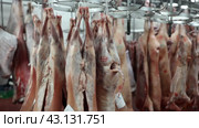 Lamb carcasses hanging on hooks in a slaughterhouse. Стоковое видео, видеограф Яков Филимонов / Фотобанк Лори
