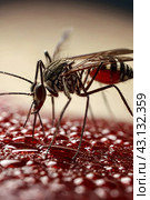 Mosquitoes (Aedes aegypti) sucking human blood, close up. Close-up of striped mosquito on human skin, macro photo. Carriers of dengue fever and malaria concept. Gen ai illustrate. Copy ad text space. Стоковое AI-изображение, AI-художник Aleksandr Golubev / Фотобанк Лори