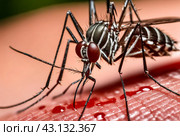 Mosquitoes (Aedes aegypti) sucking human blood, close up. Close-up of striped mosquito on human skin, macro photo. Carriers of dengue fever and malaria concept. Gen ai illustrate. Copy ad text space. Стоковое AI-изображение, AI-художник Aleksandr Golubev / Фотобанк Лори
