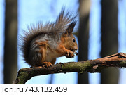 Рыжая белка крупным планом. Стоковое фото, фотограф Natalia Sidorova / Фотобанк Лори