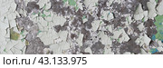 Peeling paint on the wall. Panorama of a concrete wall with old cracked flaking paint. Weathered rough painted surface with patterns of cracks and peeling. Wide panoramic grungy texture for background. Стоковое фото, фотограф Андрей Степанов / Фотобанк Лори