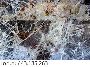 High resolution marble background. Fragment of antique marble floor. Colorful natural background. Стоковое фото, фотограф Iva Noel / Фотобанк Лори