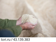 Male hands holding handful of corn germ meal. Стоковое фото, фотограф Яков Филимонов / Фотобанк Лори