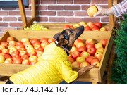 Yellow jacketed dog sniffs natural apples for its carnivorous diet. Стоковое фото, фотограф Аксенова Вера / Фотобанк Лори