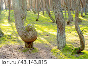 Dancing forest on the Curonian Spit. Стоковое фото, фотограф Мария Паина / Фотобанк Лори