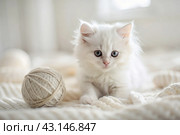 Pets. A small fluffy white kitten is playing with a ball of yarn on a white bed. A curious kitten lies on a white blanket and looks at the camera. Textiles, knitting. Стоковое AI-изображение, AI-художник Photojuli / Фотобанк Лори