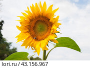 Подсолнух (Helianthus annuus) и шмель (Bombus) Стоковое фото, фотограф Алёшина Оксана / Фотобанк Лори