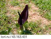 Beautiful loof flower (lat.- Arum palaestinum) Стоковое фото, фотограф Irina Opachevsky / Фотобанк Лори