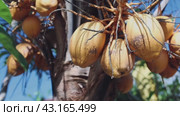 Yellow coconuts growing on a palm tree. Стоковое видео, видеограф Евдокимов Максим / Фотобанк Лори