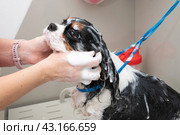 A dog takes a shower with soap suds all over its body being washed by a humans hands. Стоковое фото, фотограф Светлана Акифьева / Фотобанк Лори