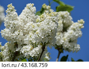 Flowers of white double-flowered cultivar lilac (syringa) against blue sky. Стоковое фото, фотограф Алексей Антипов / Фотобанк Лори