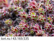 Молодило (Sempervivum). Дикие растения крупным планом. Макроснимок многочисленных маленьких розеток из крошечных листочков. Растения в дикой природе. Магаданская область, Россия. Природа Сибири и Дальнего Востока России. Стоковое фото, фотограф Андрей Степанов / Фотобанк Лори
