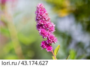 Pink flowers of the Spiraea douglasii, macro photo. Стоковое фото, фотограф EugeneSergeev / Фотобанк Лори
