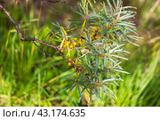 Common sea buckthorn branch with yellow fruits, close-up. Стоковое фото, фотограф EugeneSergeev / Фотобанк Лори