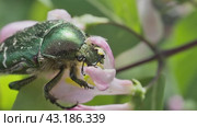 Жук бронзовка золотистая (Cetonia aurata) ест пыльцу на цветке. Стоковое видео, видеограф Mixail59 / Фотобанк Лори