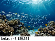 White fish swimming in blue ocean water tropical under water. Scuba diving adventure in Maldives. Fishes in underwater wild animal world. Observation of wildlife Indian ocean. Copy text space. Стоковое AI-изображение, AI-художник Aleksandr Golubev / Фотобанк Лори
