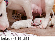 Miniature Bull Terrier puppy with mother in a wooden box, close up. Стоковое фото, фотограф Ольга Морозова / Фотобанк Лори