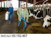 Farmer spreading fodder with shovel and feeding cows in cowshed. Стоковое фото, фотограф Яков Филимонов / Фотобанк Лори