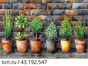Six potted plants standing in a row against the background of a brick wall. Each pot features a unique plant, varying in leaf shape and size, highlighting the diversity of the plant world. Стоковое AI-изображение, AI-художник Анна Кривицкая / Фотобанк Лори