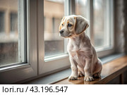 Leaving the animal alone at home. A sad little puppy looks out the window and waits for its owner. Стоковое AI-изображение, AI-художник Photojuli / Фотобанк Лори