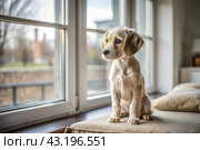 Leaving the animal alone at home. A sad little puppy looks out the window and waits for its owner. Стоковое AI-изображение, AI-художник Photojuli / Фотобанк Лори