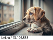Leaving the animal alone at home. A sad little puppy looks out the window and waits for its owner. Стоковое AI-изображение, AI-художник Photojuli / Фотобанк Лори