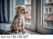 Leaving the animal alone at home. A sad little puppy looks out the window and waits for its owner. Стоковое AI-изображение, AI-художник Photojuli / Фотобанк Лори
