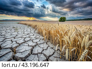 The concept of global warming on planet Earth. Dry and cracked earth and a field of wheat. The farmer's wheat crop is dead, dead, withered. The effects of climate change. Стоковое AI-изображение, AI-художник Photojuli / Фотобанк Лори