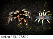 Живой мексиканский красноколенный паук птицеед brachypelma smithi встретил игрушечного. Стоковое фото, фотограф Алиса Сокол / Фотобанк Лори