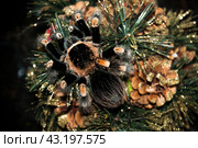 Большой пушистый паук птицеед с яркими полосатыми лапами Brachypelma smithi сидит на новогоднем украшении из шишек и искусственных хвойных веток с золотистыми блёстками. Стоковое фото, фотограф Алиса Сокол / Фотобанк Лори