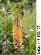 Eremurus 'Cleopatra' Foxtail Lily in flower. Стоковое фото, фотограф Ольга Сейфутдинова / Фотобанк Лори