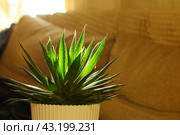 Aloes aristata. A compact variety of aloe with dark green pointed leaves with delicate light spines. Стоковое фото, фотограф Есич Елена / Фотобанк Лори
