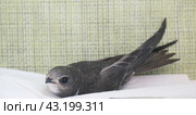 Portrait of an Young Eurasian Swift , Apus apus. Стоковое фото, фотограф Екатерина Золина / Фотобанк Лори