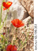 Цветок красного мака на размытом бежевом фоне. Вертикальный формат.   Red poppy flower on a background of beige stone wall. Стоковое фото, фотограф Лариса Гордеева / Фотобанк Лори